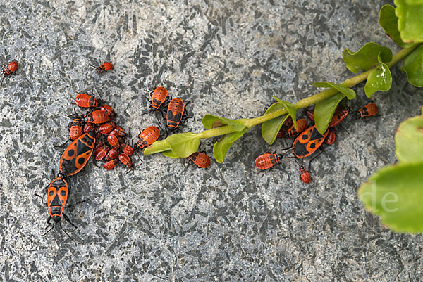 Feuerwanze (Pyrrhocoris apterus)