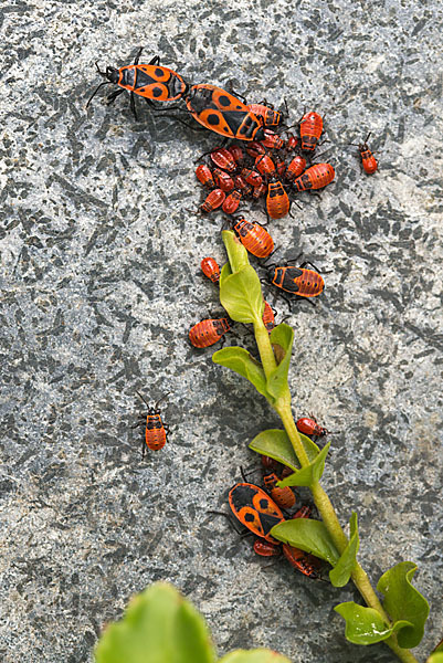 Feuerwanze (Pyrrhocoris apterus)