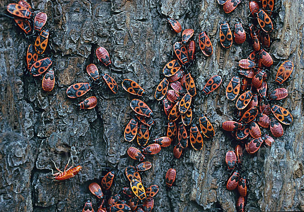 Feuerwanze (Pyrrhocoris apterus)