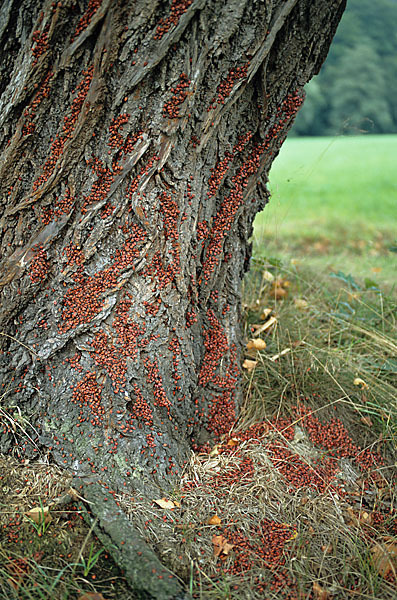 Feuerwanze (Pyrrhocoris apterus)