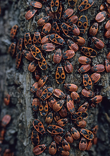 Feuerwanze (Pyrrhocoris apterus)