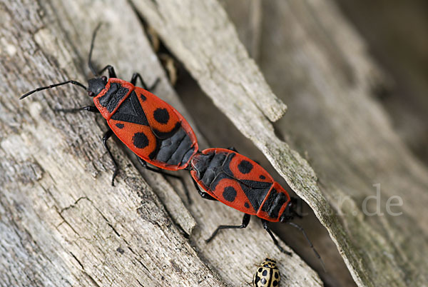 Feuerwanze (Pyrrhocoris apterus)