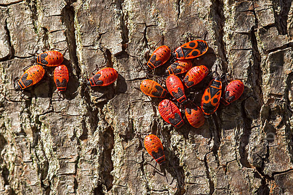 Feuerwanze (Pyrrhocoris apterus)