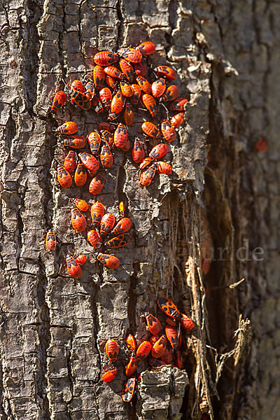 Feuerwanze (Pyrrhocoris apterus)