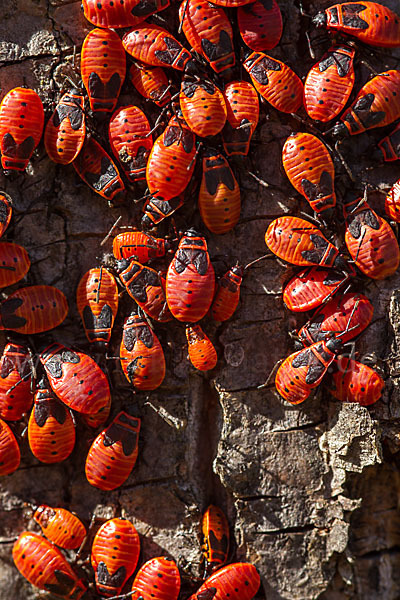 Feuerwanze (Pyrrhocoris apterus)