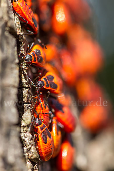 Feuerwanze (Pyrrhocoris apterus)