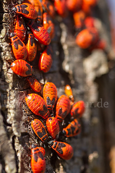 Feuerwanze (Pyrrhocoris apterus)