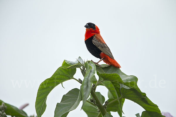 Feuerweber (Euplectes franciscanus)