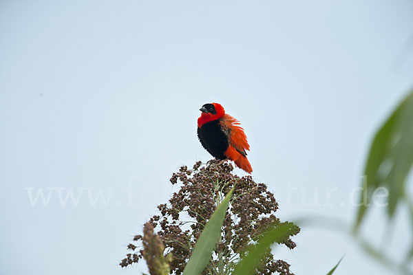 Feuerweber (Euplectes franciscanus)