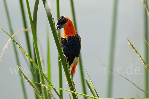 Feuerweber (Euplectes franciscanus)