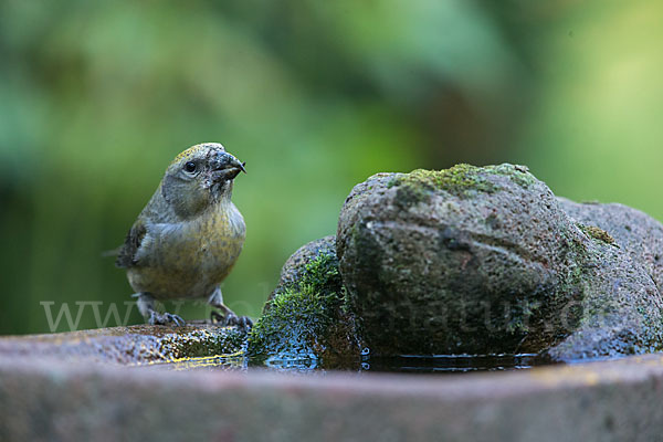 Fichtenkreuzschnabel (Loxia curvirostra)