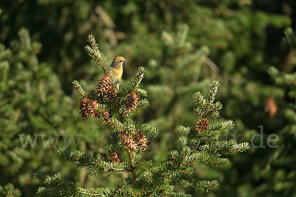 Fichtenkreuzschnabel (Loxia curvirostra)