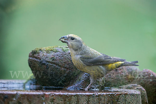 Fichtenkreuzschnabel (Loxia curvirostra)