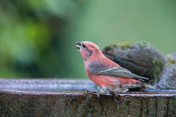 Fichtenkreuzschnabel (Loxia curvirostra)