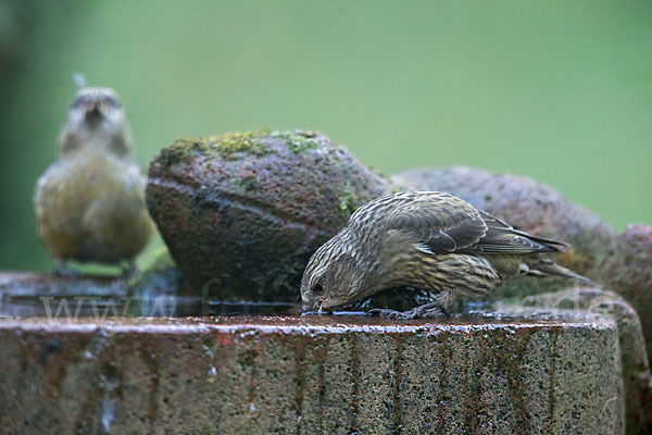 Fichtenkreuzschnabel (Loxia curvirostra)