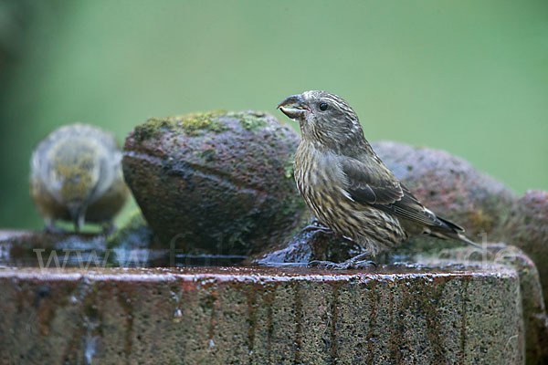 Fichtenkreuzschnabel (Loxia curvirostra)