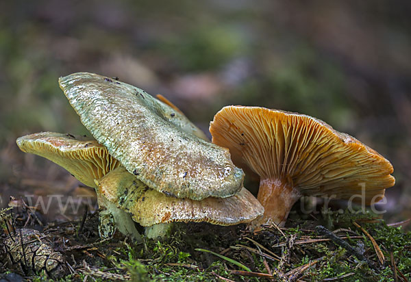 Fichtenreizker (Lactarius deterrimus)