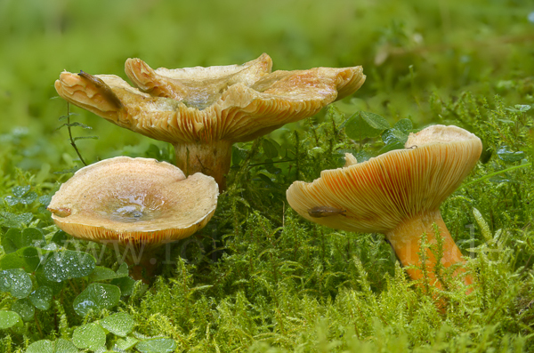 Fichtenreizker (Lactarius deterrimus)