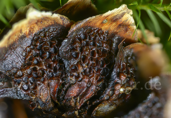 Fichtenzapfen-Traubenkirschenrost (Thekopsora areolata)