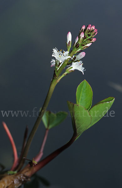 Fieberklee (Menyanthes trifoliata)