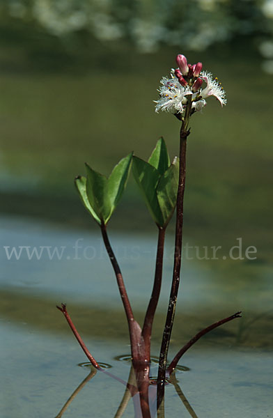 Fieberklee (Menyanthes trifoliata)