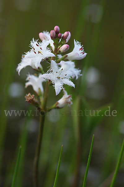 Fieberklee (Menyanthes trifoliata)