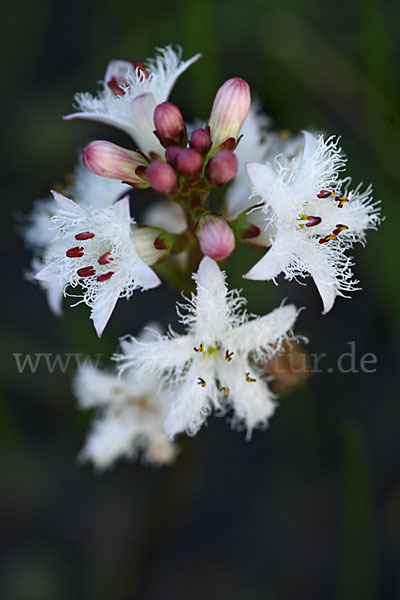 Fieberklee (Menyanthes trifoliata)