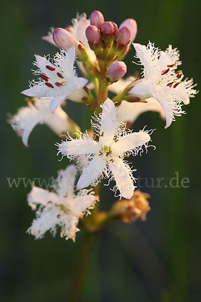 Fieberklee (Menyanthes trifoliata)