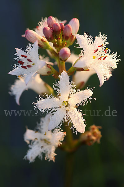 Fieberklee (Menyanthes trifoliata)