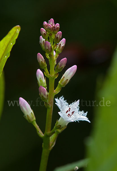 Fieberklee (Menyanthes trifoliata)