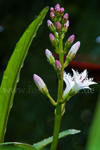 Fieberklee (Menyanthes trifoliata)