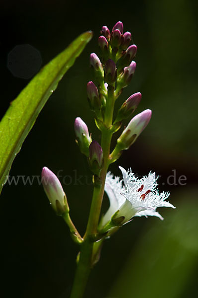 Fieberklee (Menyanthes trifoliata)