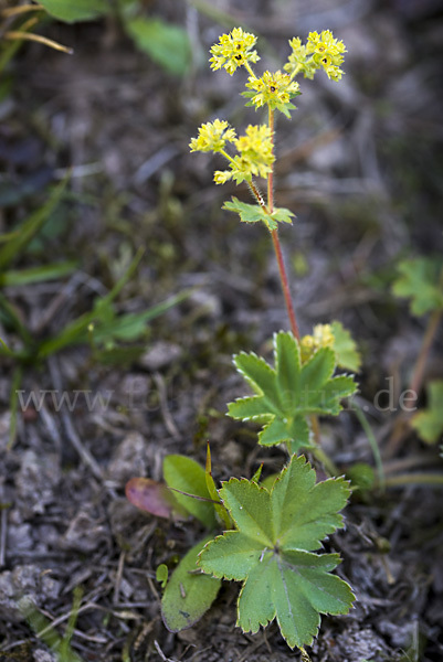 Filziger Frauenmantel (Alchemilla glaucescens)