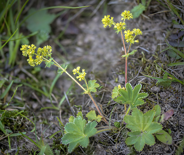 Filziger Frauenmantel (Alchemilla glaucescens)