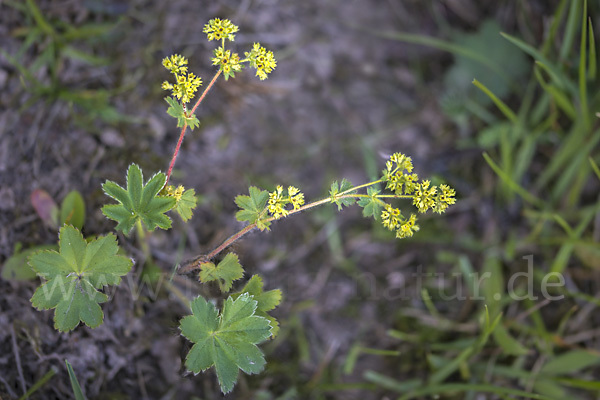 Filziger Frauenmantel (Alchemilla glaucescens)