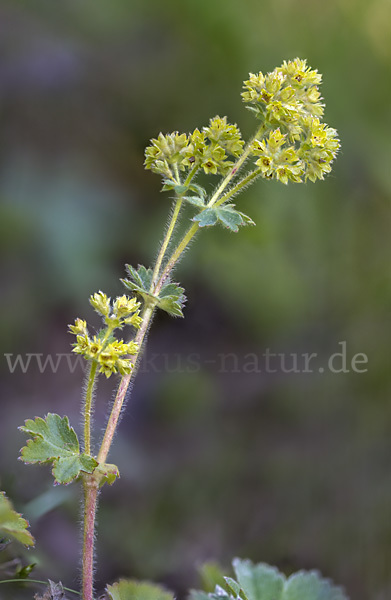 Filziger Frauenmantel (Alchemilla glaucescens)