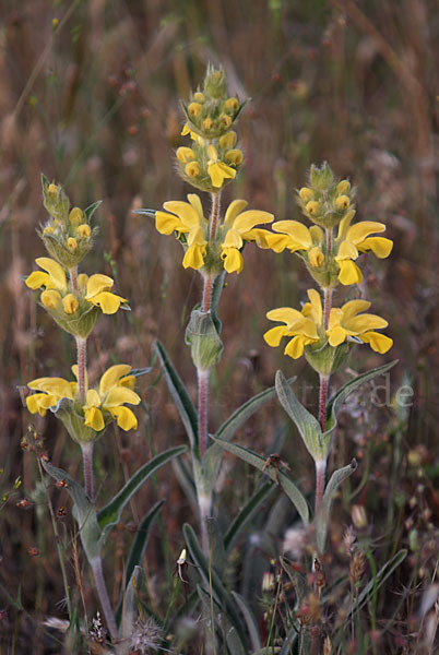 Filziges Brandkraut (Phlomis lychnitis)