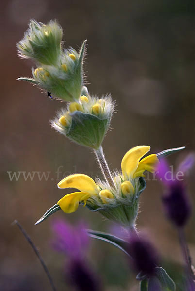 Filziges Brandkraut (Phlomis lychnitis)