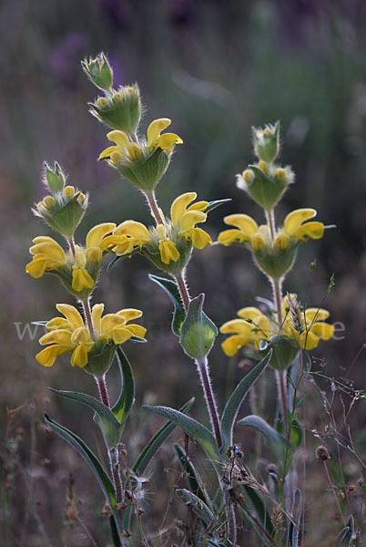 Filziges Brandkraut (Phlomis lychnitis)