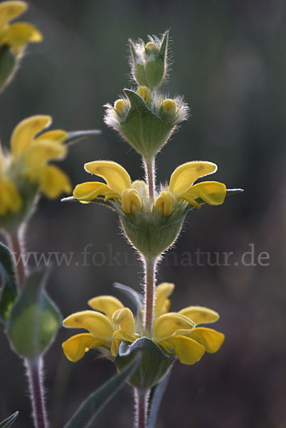 Filziges Brandkraut (Phlomis lychnitis)