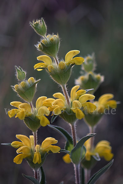 Filziges Brandkraut (Phlomis lychnitis)