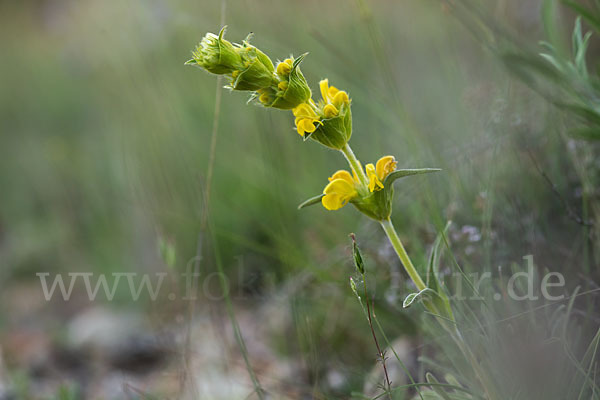 Filziges Brandkraut (Phlomis lychnitis)