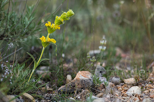 Filziges Brandkraut (Phlomis lychnitis)