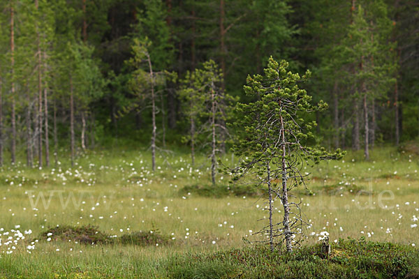 Finnland (Finland)