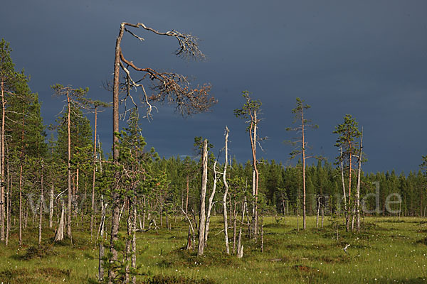 Finnland (Finland)