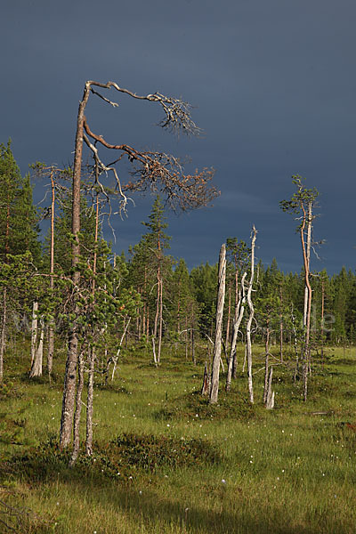 Finnland (Finland)