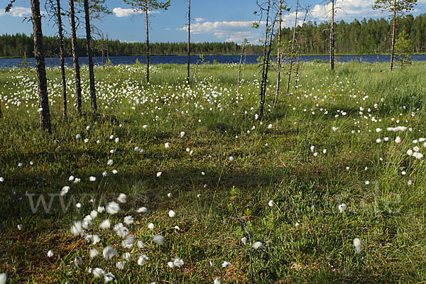 Finnland (Finland)