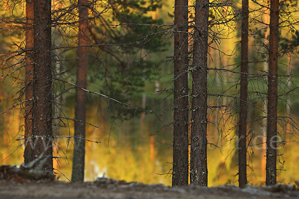 Finnland (Finland)