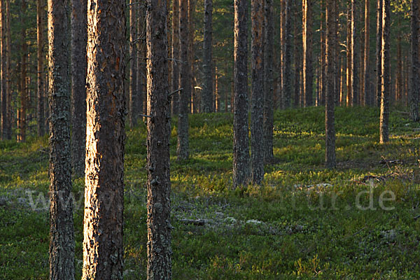 Finnland (Finland)