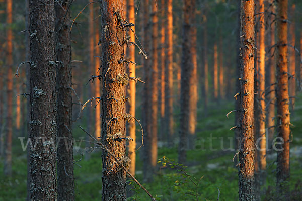 Finnland (Finland)